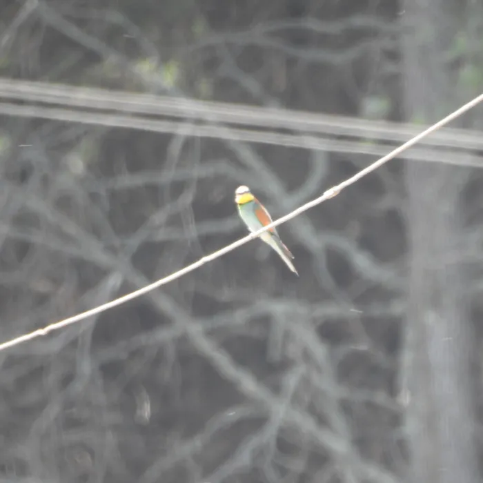 Spotted European Bee-eater