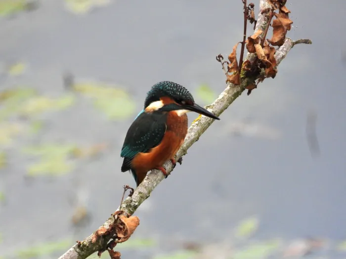 Spotted Common Kingfisher