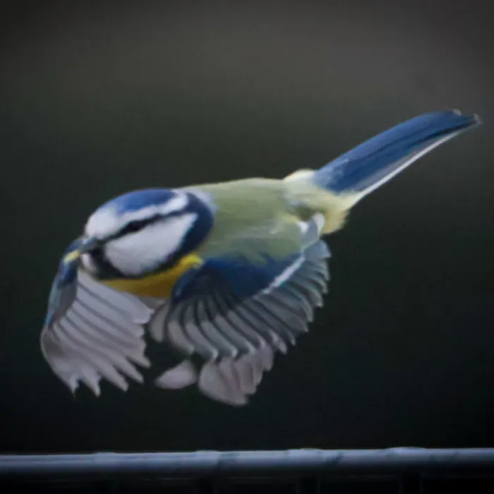 Spotted Eurasian Blue Tit