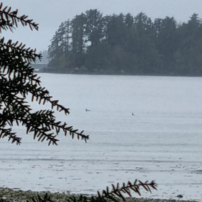 Spotted Common Loon