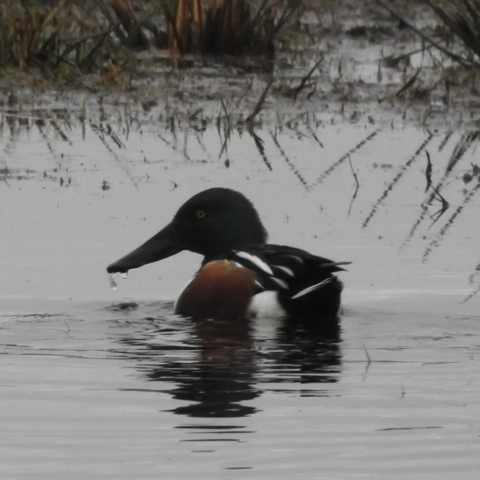 Spotted Northern Shoveler