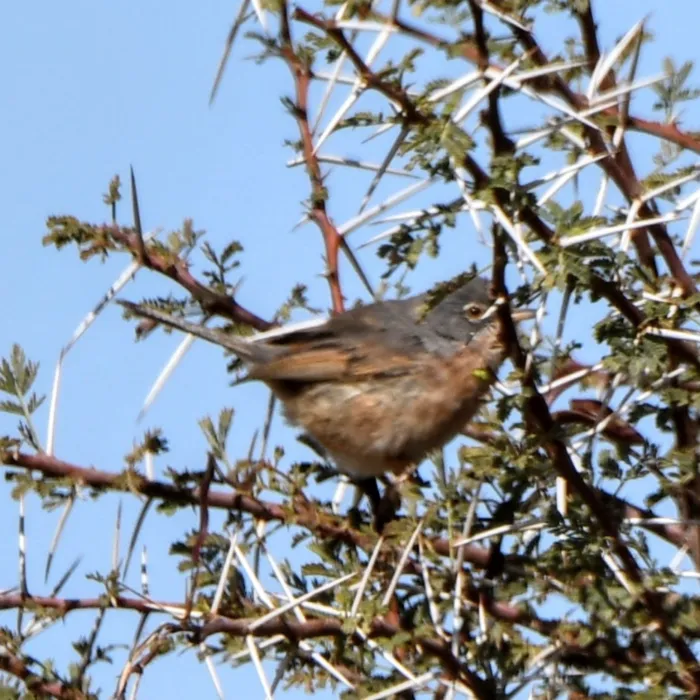 Gespotte Atlasgrasmus