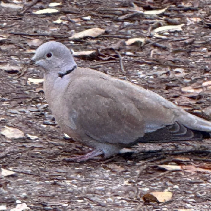 Spotted Eurasian Collared-Dove