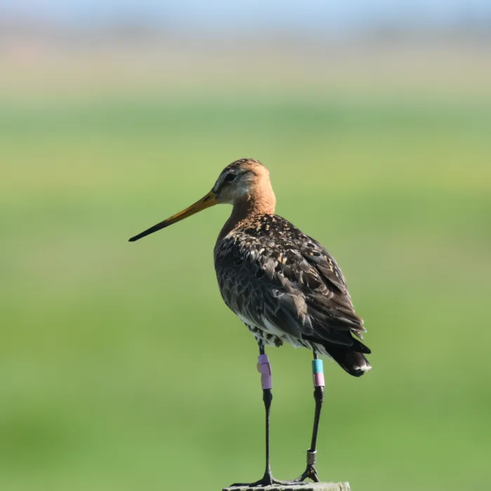 Spotted Black-tailed Godwit