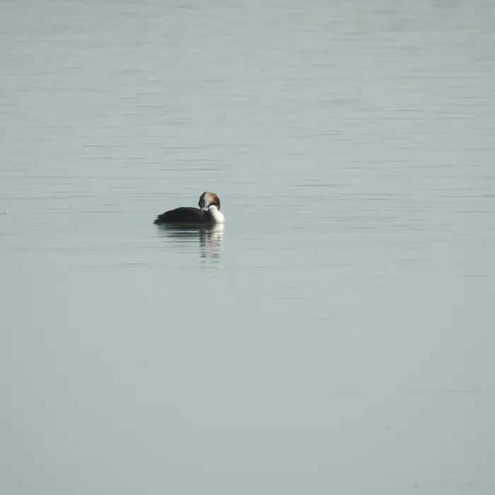 Spotted Great Crested Grebe