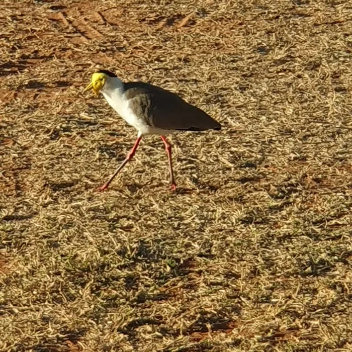 Gespotte Maskerkievit