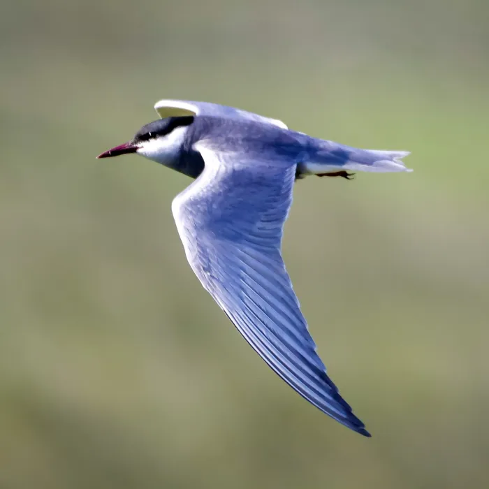 Spotted Whiskered Tern
