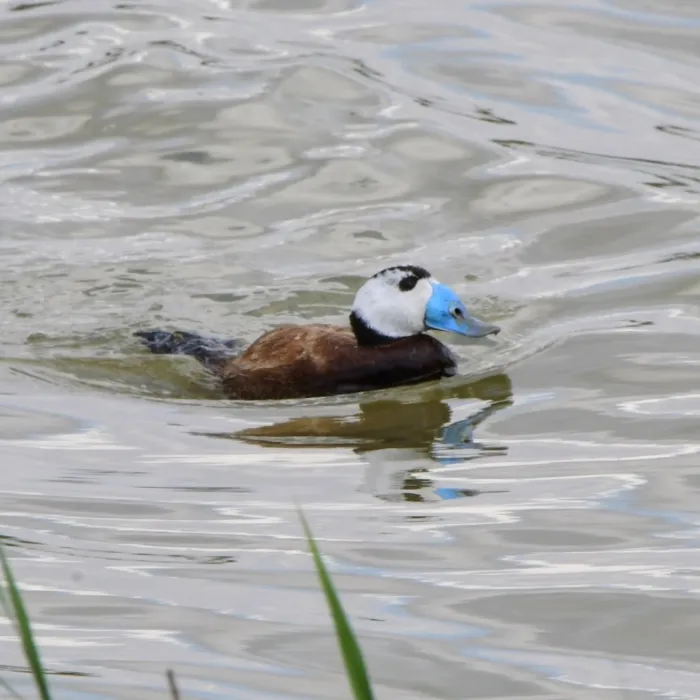 Spotted White-headed Duck
