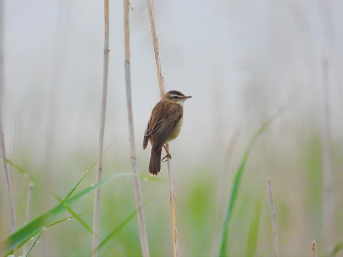 Spotted Sedge Warbler