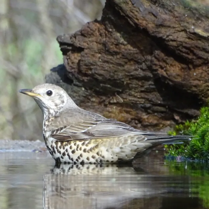 Gespotte Grote lijster