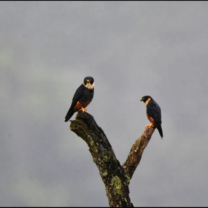 Gespotte Vleermuisvalk