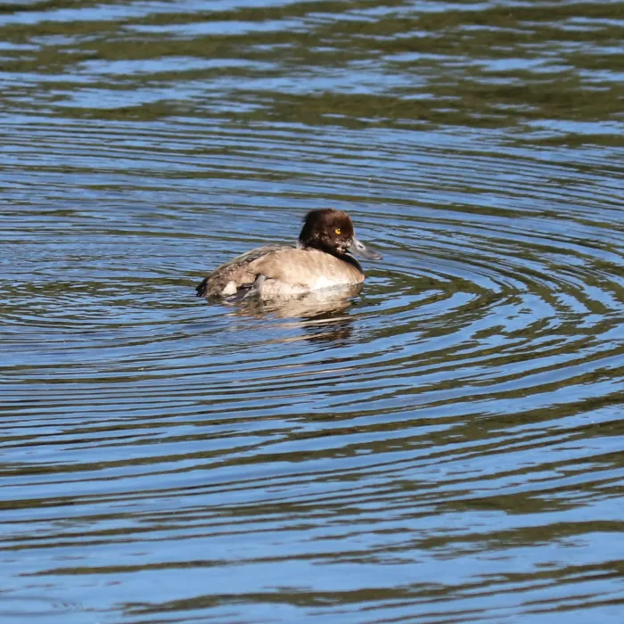 Spotted Tufted Duck
