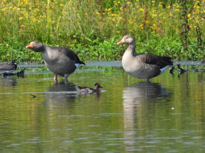 Spotted Garganey