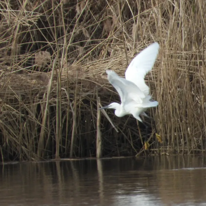 Gespotte Kleine zilverreiger