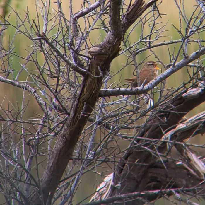 Spotted Eurasian Wren