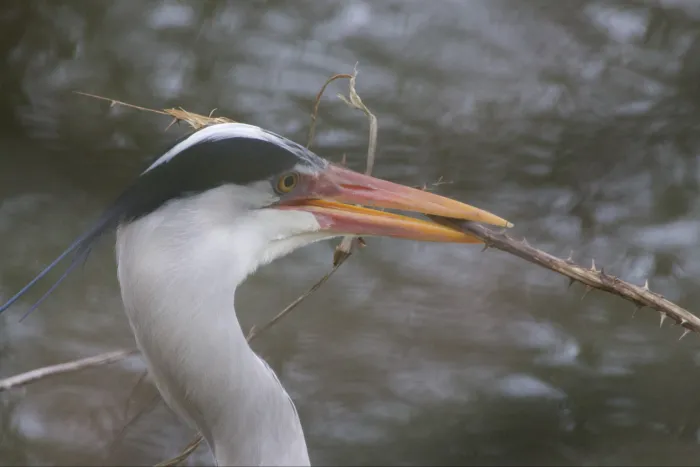 Gespotte Blauwe reiger