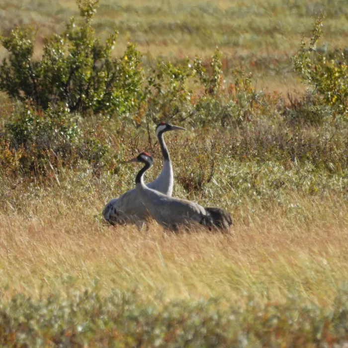 Spotted Common Crane
