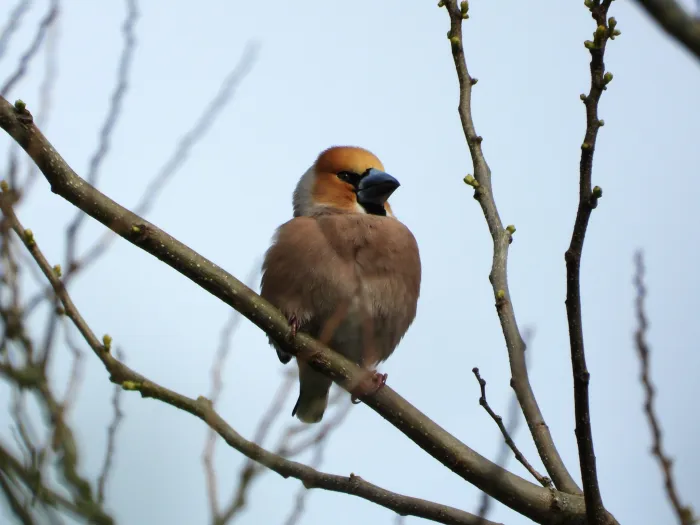 Gespotte Appelvink
