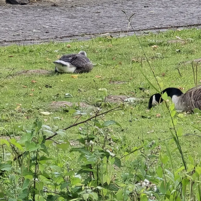 Spotted Canada Goose