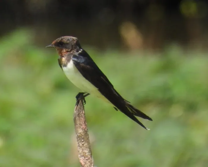 Gespotte Boerenzwaluw