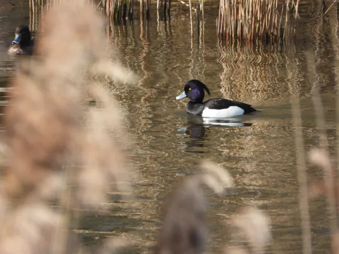 Spotted Tufted Duck