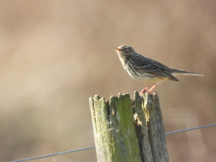 Eurasian Skylark