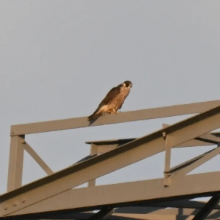 Spotted Peregrine Falcon