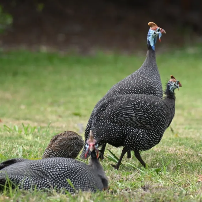 Spotted Helmeted Guineafowl