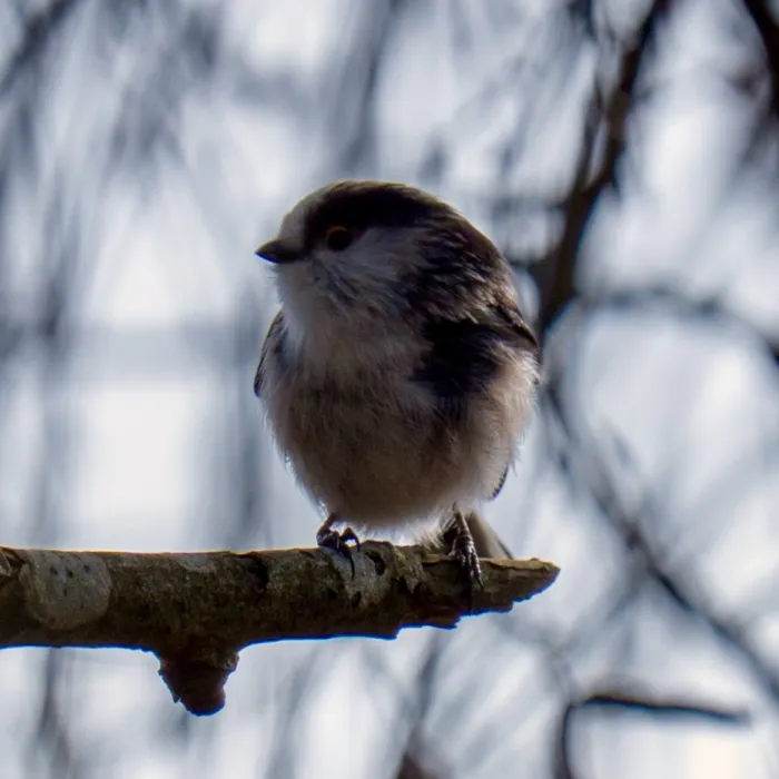 Spotted Long-tailed Tit
