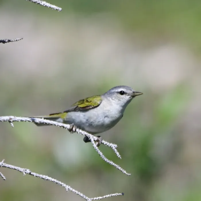 Gespotte Tennesseezanger