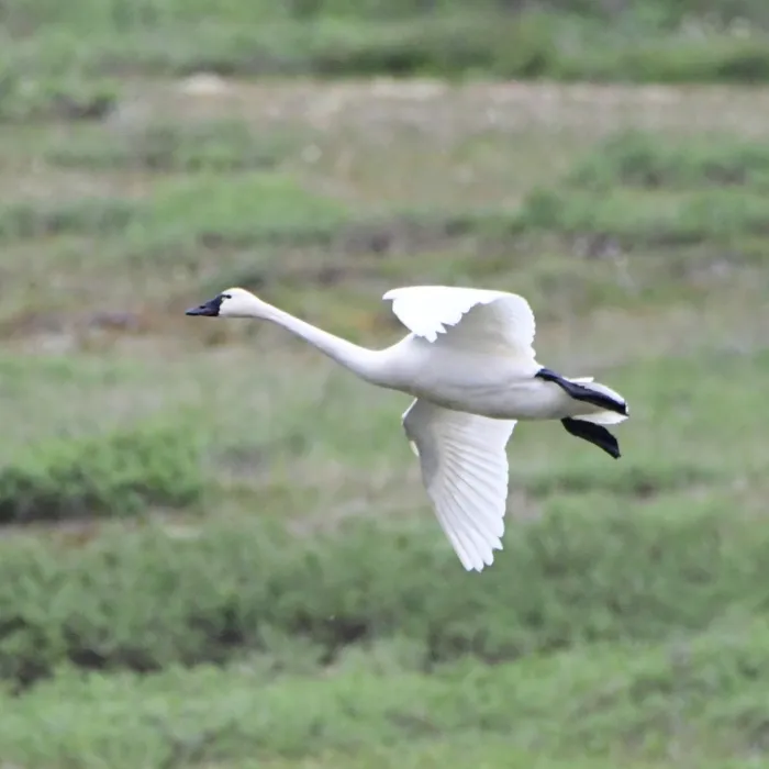 Spotted Tundra Swan