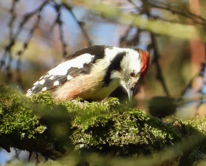 Gespotte Middelste bonte specht