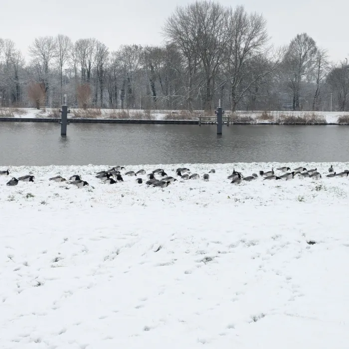 Spotted Barnacle Goose