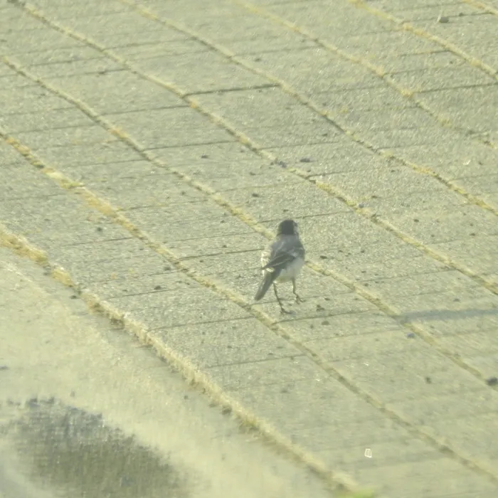 Spotted White Wagtail