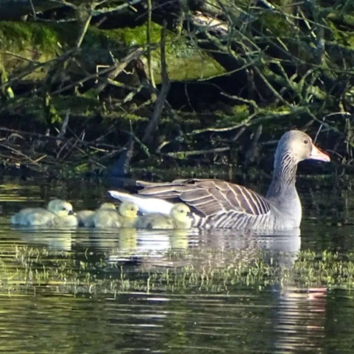 Spotted Graylag Goose