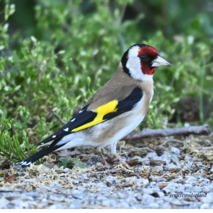 Spotted European Goldfinch