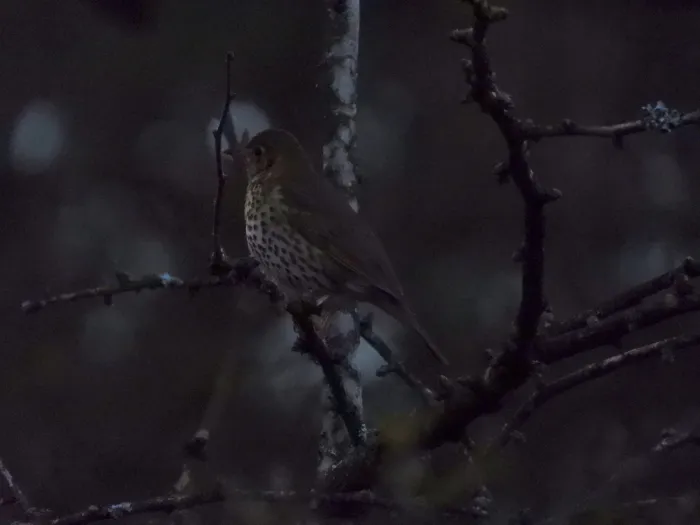 Gespotte Zanglijster