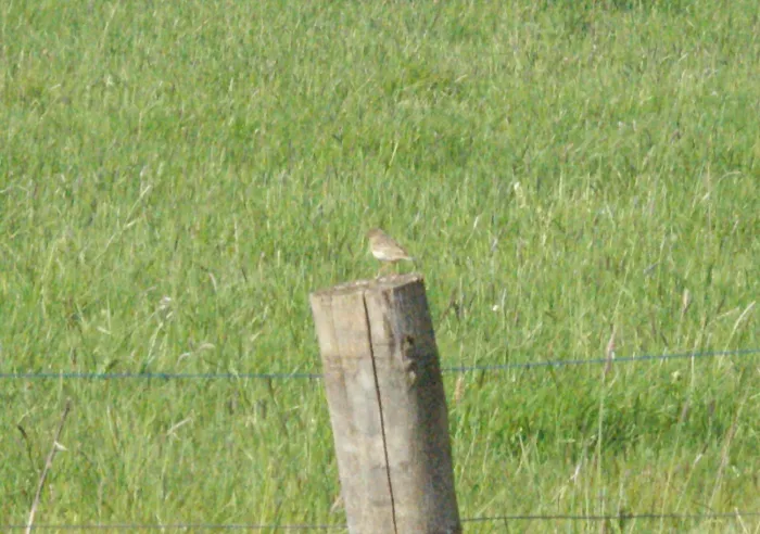 Gespotte Veldleeuwerik