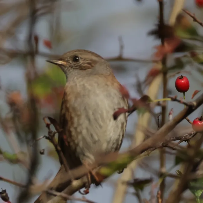Spotted Dunnock