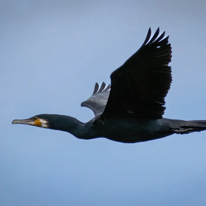 Spotted Great Cormorant
