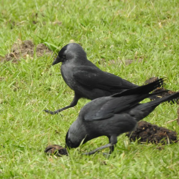 Spotted Eurasian Jackdaw