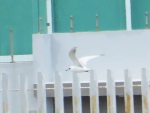 Spotted Forster's Tern