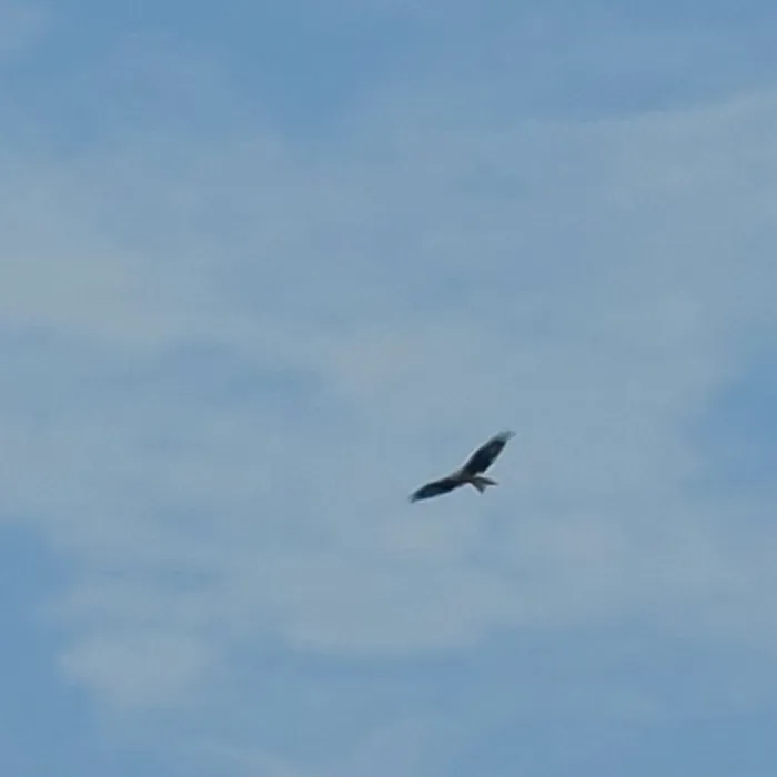 Spotted Red Kite