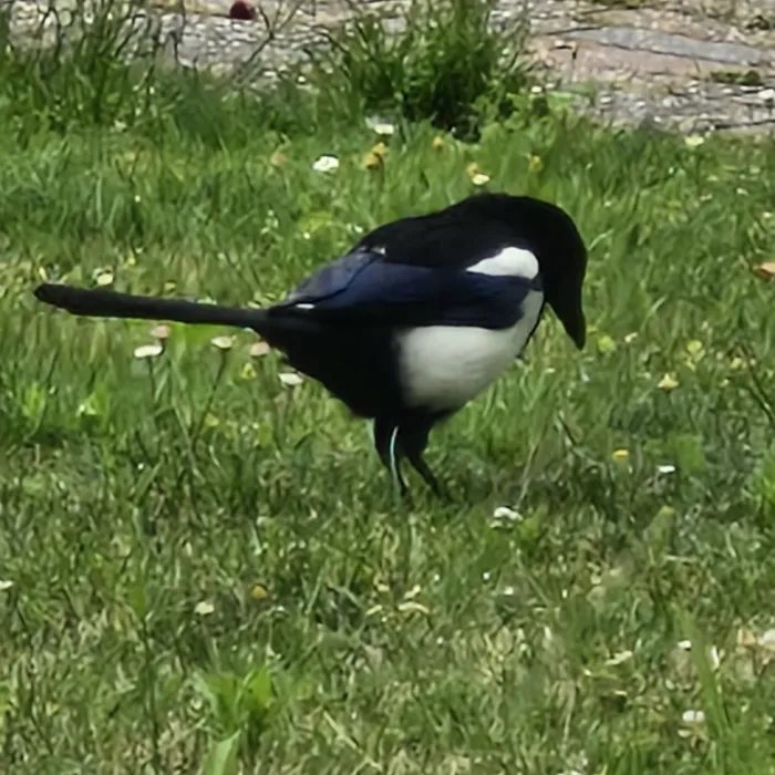Spotted Eurasian Magpie