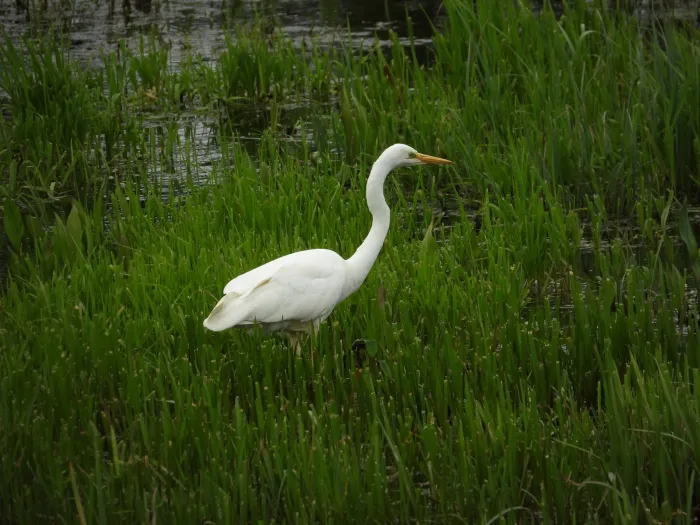 Spotted Great Egret