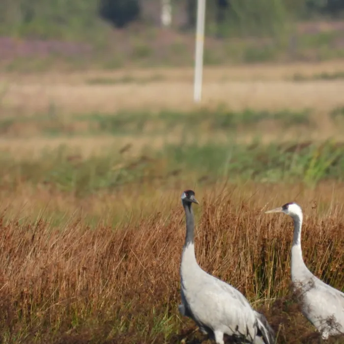 Waargenomen Kraanvogel