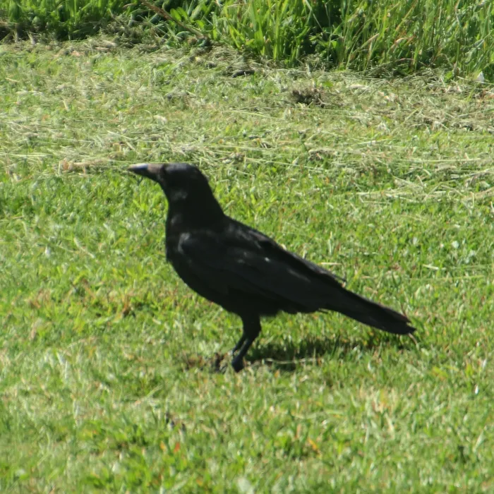 Zwarte kraai