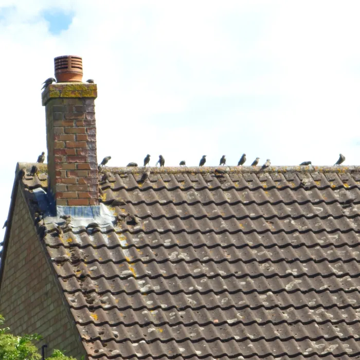Spotted European Starling