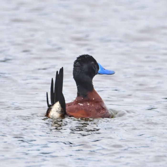 Spotted Andean Duck