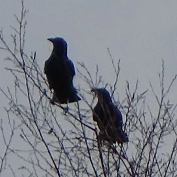 Spotted Common Raven